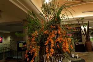 Dendrobium subclausum ‘Jojo's Fire Cracker’ CCE/AOS 94 pts.